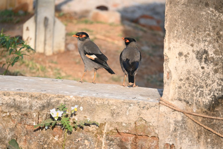 Pair of Indian Myna Birds. Its other names Common myna and mynah. This is  a bird of the starling family Sturnidae. This is a group of passerine birds. 
.の写真素材