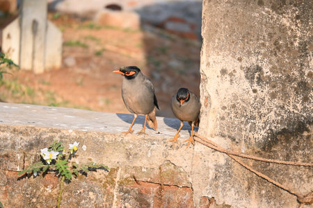 Pair of Indian Myna Birds. Its other names Common myna and mynah. This is  a bird of the starling family Sturnidae. This is a group of passerine birds.の写真素材