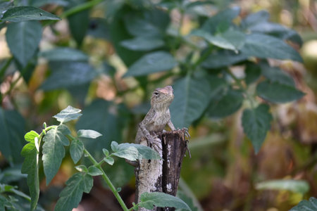 Chameleons on green plant. It is a reptile animal. It is an animal of the  Chamaeleonidae family....