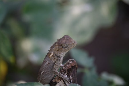 Chameleons on green plant. It is a reptile animal. It is an animal of the  Chamaeleonidae family....