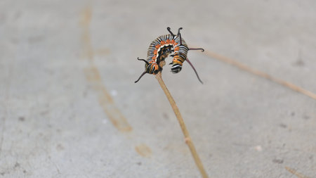Common indian crow or Euploea core.  Larvae of common crow butterfly. Caterpillar. Plant eater...