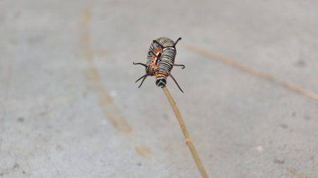 Common indian crow or Euploea core. Larvae of common crow butterfly. Caterpillar. Plant eater Insect.の写真素材