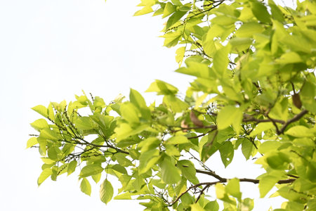 Millettia pinnata tree. ItÂ is a species of tree in the pea family Fabaceae. Its other names  PongamiaÂ pinnata, Indian beechÂ andÂ Pongame oiltree. Ayurvedic medicine.の写真素材