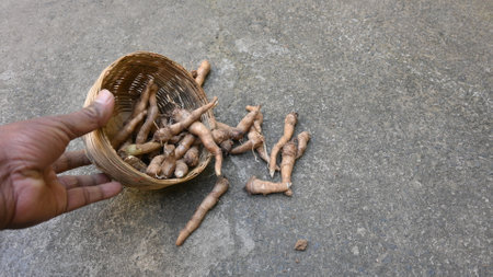 Colocasia Tuber. It is a flowering plantsÂ in the familyÂ Araceae. Its other names elephant ear, cocoyam, large leaved genera, Araceae, XanthosomaÂ andÂ Caladium. This is a vegetable.の写真素材