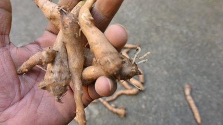 Colocasia Tuber. It is a flowering plantsÂ in the familyÂ Araceae. Its other names elephant ear, cocoyam, large leaved genera, Araceae, XanthosomaÂ andÂ Caladium. This is a vegetable.の写真素材