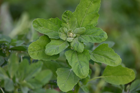 Chenopodium album plants. It Â is a fast growingÂ weedyÂ annual plantÂ in the...