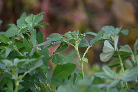 Fenugreek plant in field. Fresh Green Fenugreek Leaves. Green background. It is a most popular...