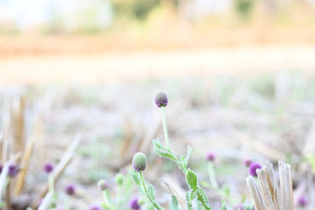 Sphaeranthus indicus. Its flowering plant of the genusÂ Sphaeranthus.
Sphaeranthus...