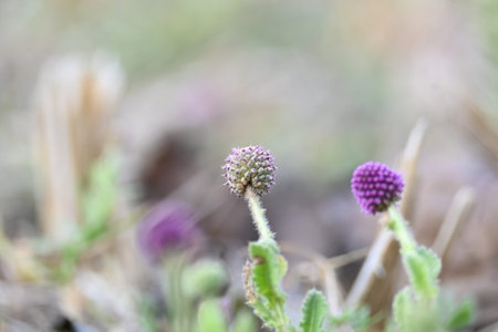 Sphaeranthus indicus. Its flowering plant of the genusÂ Sphaeranthus.
Sphaeranthus...