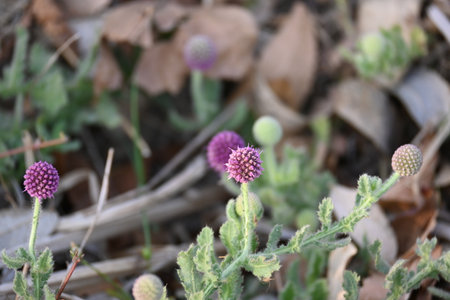 Sphaeranthus indicus. Its flowering plant of the genusÂ Sphaeranthus.
Sphaeranthus indicusÂ Linn. It is widely used in theÂ AyurvedicÂ system of medicine in various conditions.の写真素材