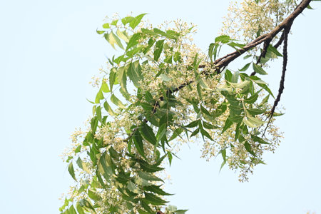Azadirachta indica tree.
 It's other names Neem,Â nimtreeÂ orÂ Indian lilac. Its fruits are the source ofÂ neem oil. many aruvedic medicines are made from its leaves, flower, seeds.の写真素材