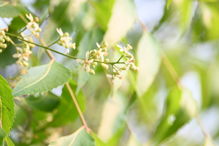Azadirachta indica tree.
 It's other names Neem,Â nimtreeÂ orÂ Indian lilac. Its fruits are the source ofÂ neem oil. many aruvedic medicines are made from its leaves, flower, seeds.の写真素材