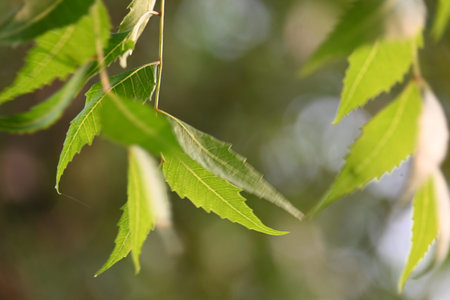 Azadirachta indica tree.
 It's other names Neem,Â nimtreeÂ orÂ Indian lilac. Its fruits are...