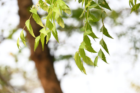 Azadirachta indica tree.
 It's other names Neem,Â nimtreeÂ orÂ Indian lilac. Its fruits are...