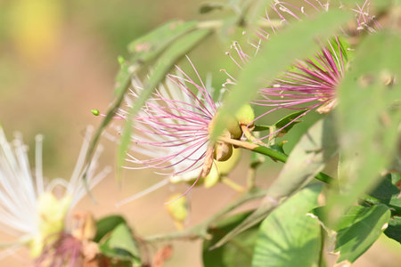 Capparis spinosa flowers. Its common names wyjeelah,Â nipang creeper,Â Capparis lasiantha,...