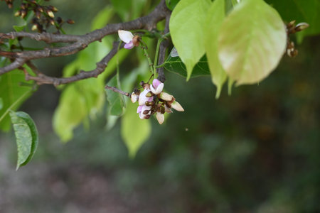 Millettia pinnata flowers. ItÂ is a species of tree in the pea family Fabaceae. Its other names  PongamiaÂ pinnata, Indian beechÂ andÂ Pongame oiltree. Ayurvedic medicine.の写真素材