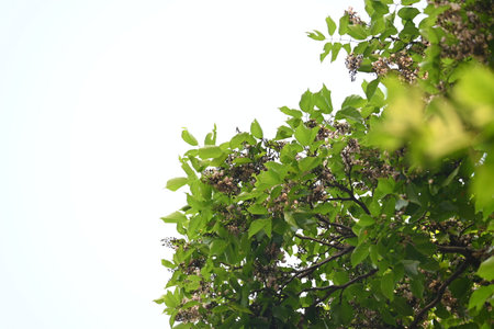 Millettia pinnata flowers. ItÂ is a species of tree in the pea family Fabaceae. Its other names  PongamiaÂ pinnata, Indian beechÂ andÂ Pongame oiltree. Ayurvedic medicine.の写真素材
