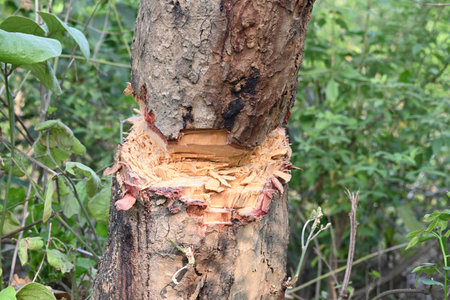 Tree being cut down with an axe. Wood is being cut for fuel. Villager cutting wood from his hand...