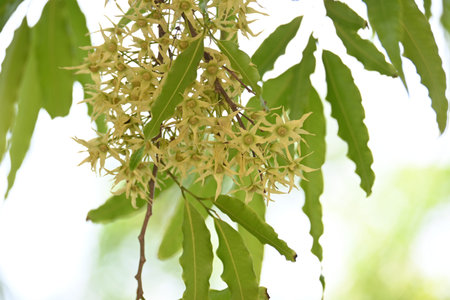 Polyalthia longifolia tree flowers. It's tree other names Ashoka, glodokan, glodogan tiang, False...