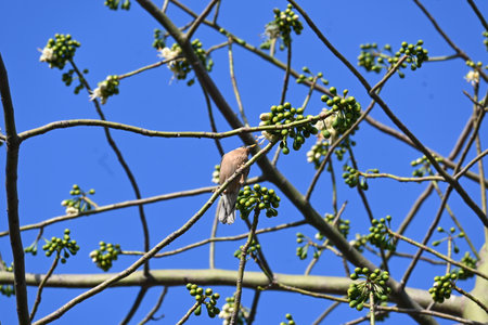 Brahminy starlingÂ orÂ brahminy myna sitting on White Silk Cotton Tree. This bird is sucking the nectar of the flower of the White Silk Cotton Tree. Sturnia pagodarum.の写真素材