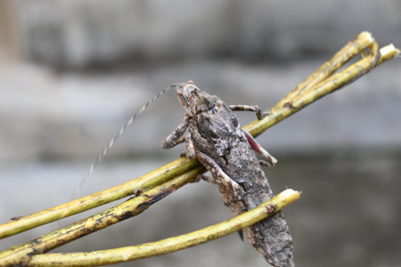 Nycteola revayana. Its common names oak nycteoline, Nolidae and Noctuoidea. It is aÂ mothÂ of...