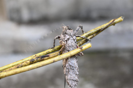 Nycteola revayana. Its common names oak nycteoline, Nolidae and Noctuoidea. It is aÂ mothÂ of...