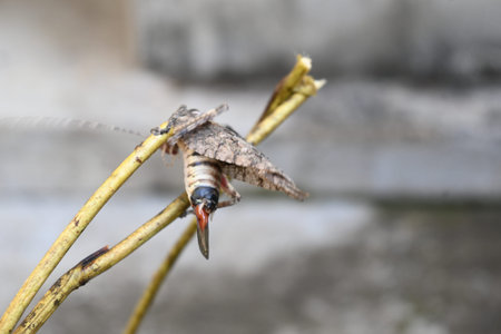 Nycteola revayana. Its common names oak nycteoline, Nolidae and Noctuoidea. It is aÂ mothÂ of...