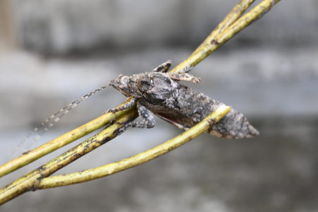 Nycteola revayana. Its common names oak nycteoline, Nolidae and Noctuoidea. It is aÂ mothÂ of...