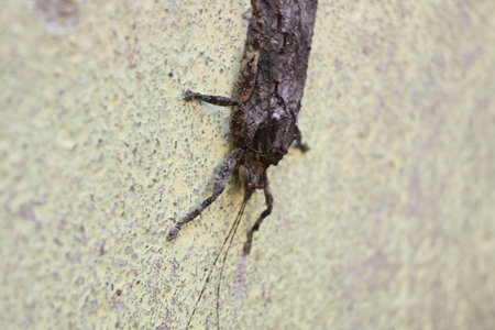 Nycteola revayana. Its common names oak nycteoline, Nolidae and Noctuoidea. It is aÂ mothÂ of...