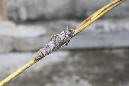 Nycteola revayana. Its common names oak nycteoline, Nolidae and Noctuoidea. It is aÂ mothÂ of...