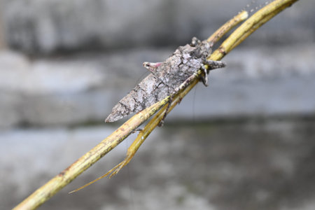 Nycteola revayana. Its common names oak nycteoline, Nolidae and Noctuoidea. It is aÂ mothÂ of...