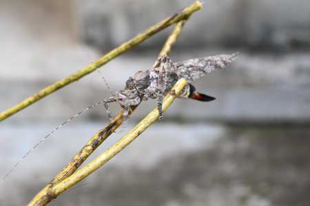 Nycteola revayana. Its common names oak nycteoline, Nolidae and Noctuoidea. It is a moth of the...