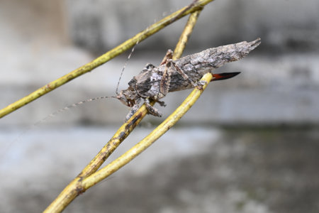 Nycteola revayana. Its common names oak nycteoline. It is a moth of the family Nolidae. It is found in Europe, Japan, and India.の写真素材