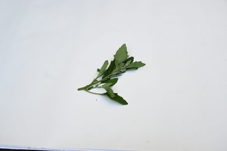 Chenopodium album on white background. It Â is a fast growingÂ weedyÂ annual plantÂ in the...