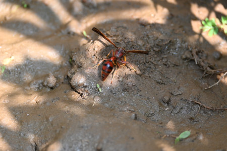 Delta conoideum orÂ mason wasp. It is aÂ speciesÂ of potter wasp in the subfamilyÂ EumeninaeÂ of theÂ familyÂ Vespidae. She is carrying wet soil to build her house.の写真素材