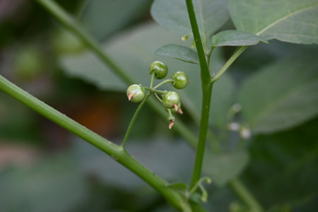 Solanum nigrum fruits. Its common names Â European black nightshade, simplyÂ black nightshade, blackberry nightshade and black nightshade. flowering plant in the familyÂ Solanaceae.の写真素材
