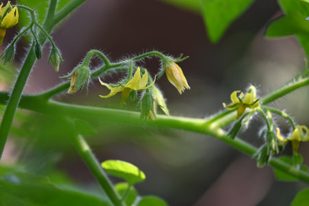 Tomato flower. Yellow tomato flowers in an organic garden. Tomato plant in flowering stage. Vegetable flower.の写真素材