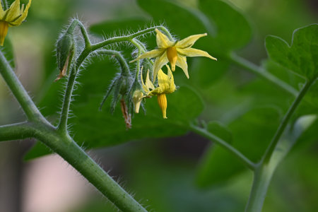 Tomato flower. Yellow tomato flowers in an organic garden. Tomato plant in flowering stage. Vegetable flower.の写真素材