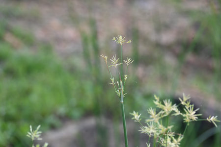 Cyperus rotundus grass. Its common names Â coco grass,Â Java grass,Â nut grass,Â purple nut...