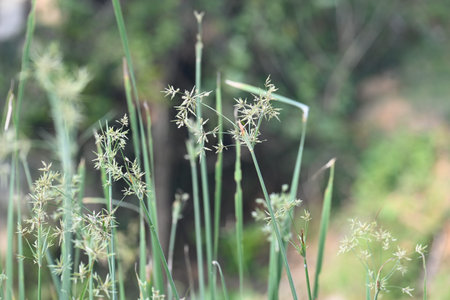 Cyperus rotundus grass. Its common names Â coco grass,Â Java grass,Â nut grass,Â purple nut...