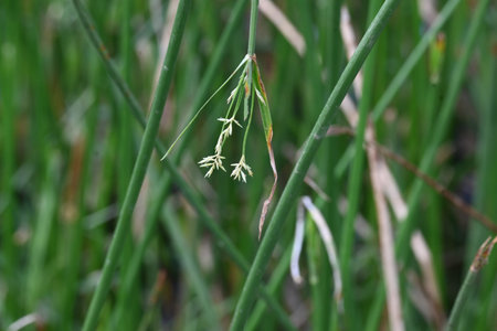 Cyperus rotundus grass. Its common names Â coco grass,Â Java grass,Â nut grass,Â purple nut...
