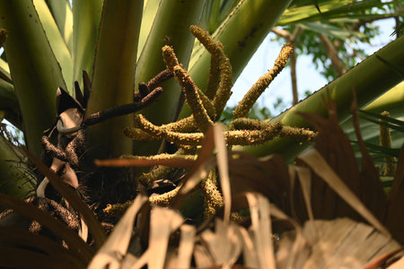 Borassus flabellifer flower. Its common namesÂ doub palm,Â palmyra palm,Â tala tree, tal...