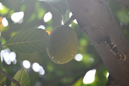 Jackfruit on the tree. This is a Moracea family Fruits. Its comman names Artocarpus heterophyllus...