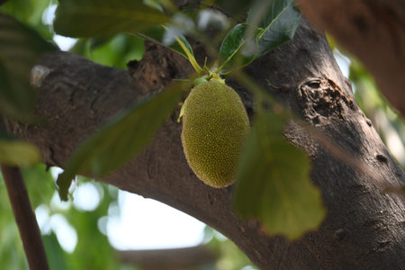 Jackfruit on the tree. This is a Moracea family Fruits. Its comman names Artocarpus heterophyllus...