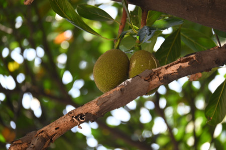 Jackfruit on the tree. This is a Moracea family Fruits. Its comman names Artocarpus heterophyllus...