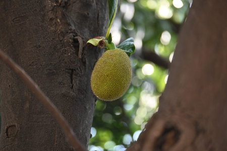 Jackfruit on the tree. This is a Moracea family Fruits. Its comman names Artocarpus heterophyllus...