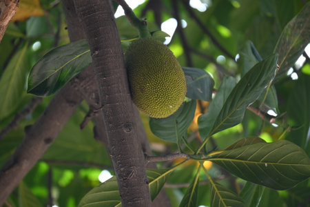 Jackfruit on the tree. This is a Moracea family Fruits. Its comman names Artocarpus heterophyllus and jackfruit. Green unready  fruit is cooked as used for food.の写真素材