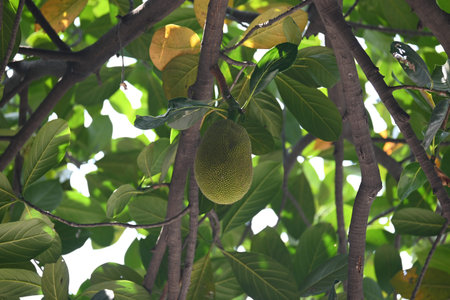Jackfruit on the tree. This is a Moracea family Fruits. Its comman names Artocarpus heterophyllus...
