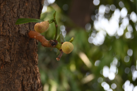 Jackfruit on the tree. This is a Moracea family Fruits. Its comman names Artocarpus heterophyllus and jackfruit. Green unready  fruit is cooked as used for food.の写真素材