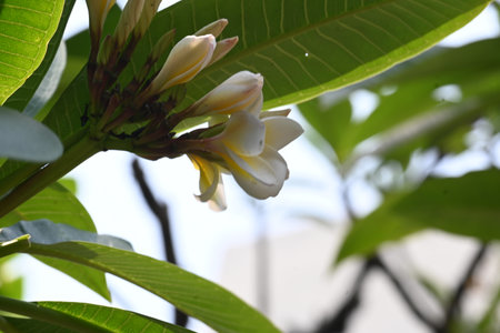 Plumeria rubra flower. It Â is aÂ deciduousÂ plant species belonging 
Its other names namesÂ frangipani, paucipan, frangipani, common frangipani, temple tree, calachuchi.の写真素材